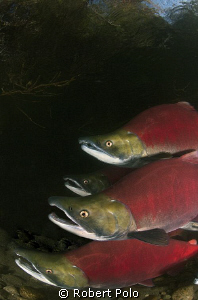 Sockeye salmon. Adams River, Canada.Nikon D200, 10.5mm by Robert Polo 